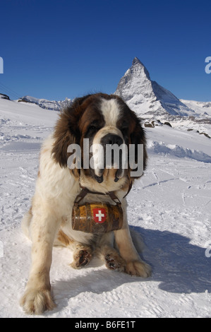 St Bernard il porte un fût de rhum marquée avec la croix suisse, Matterhorn, Zermatt, Valais ou Valais, Suisse, Banque D'Images