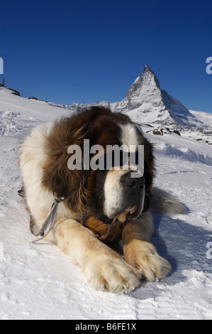 St Bernard dog portant des lunettes et un fût de rhum, Matterhorn, Zermatt, Valais ou Valais, Suisse, Europe Banque D'Images