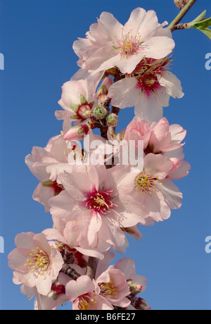 Le Portugal l'Algarve au printemps fleur d'amandier contre le ciel bleu Banque D'Images