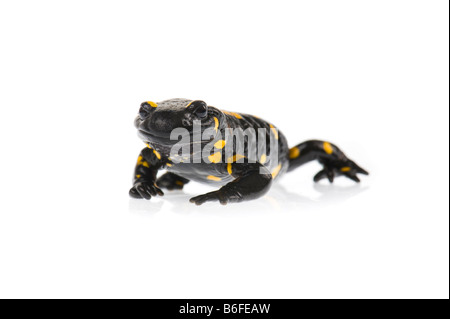 Firesalamander stand salamandre terrestre Salamandra Salamandra portrait debout GROS PLAN alpin CLOSE UP MAKRO MICRO MACRO MIKRO Banque D'Images