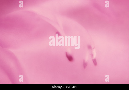 Fleur rose close up et soft focus Banque D'Images