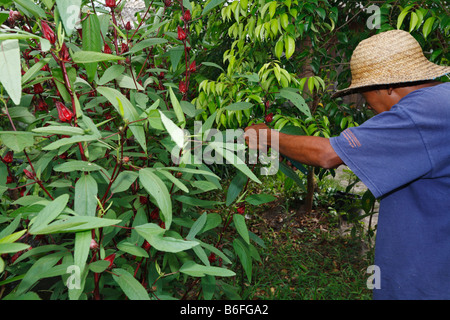 La récolte de l'homme ou l'Hibiscus Rose de Sharon ou Rosemallow (Hibiscus sabdariffa), fleurs, Yayorin Pangkalan Bun, Kaliman centrale Banque D'Images