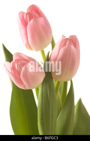 Peachy Printemps tulipe sur fond clair Banque D'Images