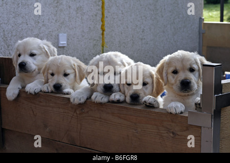 Golden Retriever (Canis lupus f. familiaris), âgé de huit semaines chiots sur plus d'un mur en bois, Allemagne Banque D'Images