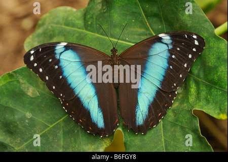 Blue Morpho Peleides Morpho peleides (papillon), Equateur, Amérique du Sud Banque D'Images