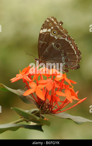 Blue Morpho Peleides Morpho peleides (papillon), Equateur, Amérique du Sud Banque D'Images