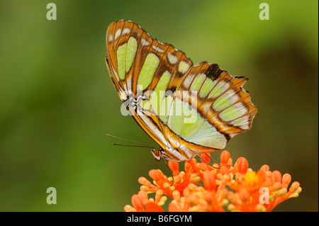 Siproeta stelenes Malachite (papillon) sur un oranger, Equateur, Amérique du Sud Banque D'Images