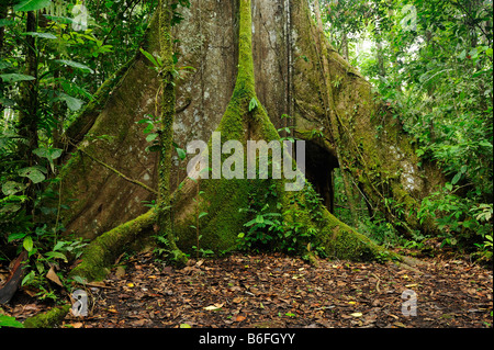 Des racines aériennes d'un kapokier (Ceiba pentandra), connu sous le nom de Ceibo en Equateur, Amérique du Sud Banque D'Images