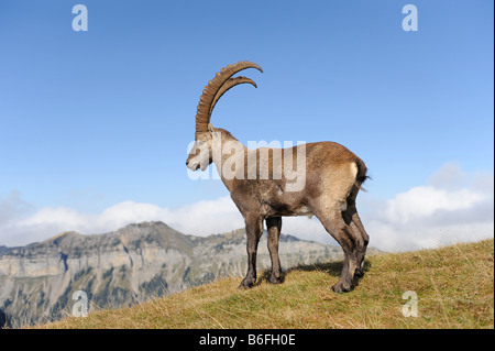 Bouquetin des Alpes ou Steinbock ou Bouquetin (Capra ibex), dans son manteau d'hiver, Berner Oberland Bernois, Suisse ou Highlands, Euro Banque D'Images