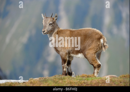 Bouquetin des Alpes ou Steinbock ou Bouquetin (Capra ibex), kid, Berner Oberland Bernois, Suisse ou Highlands, Europe Banque D'Images