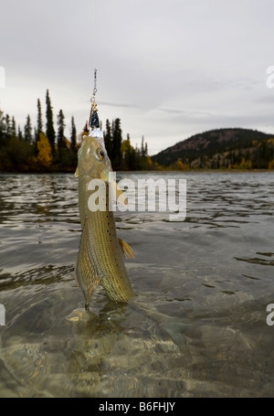 L'ombre de l'Arctique (Thymallus arcticus) pêchées, spinner, Rivière Takhini, couleurs d'automne, Territoire du Yukon, Canada, Amérique du Nord Banque D'Images