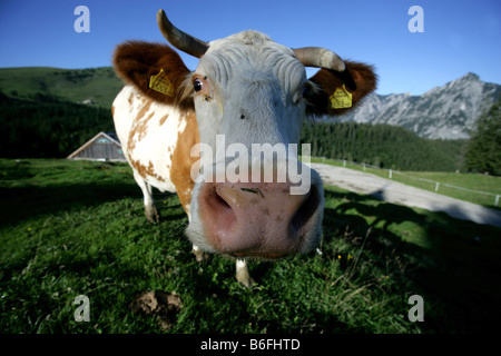 Vache sur un alpage, Dachstein, Autriche, Europe Banque D'Images