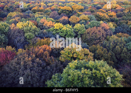 Vue sur la cime des arbres, de l'Allemagne, Thuringe Banque D'Images