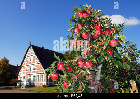 Pommes rouges bien mûrs (Malus x domestica), apple arbre en face d'une ferme en bois historique Altes Land, verger, de la baisse des Banque D'Images