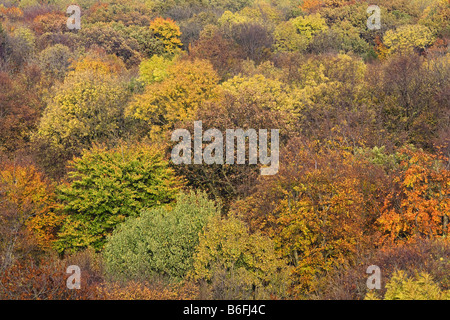 Vue sur la cime des arbres en automne, l'Allemagne, Thuringe Banque D'Images