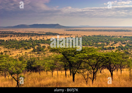 Un matin tôt sur la plaine de Serengeti à partir d'un lodge Banque D'Images