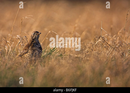 Mistle thrush (Turdus viscivorus), assis dans l'herbe d'une prairie, l'Allemagne, Rhénanie-Palatinat Banque D'Images