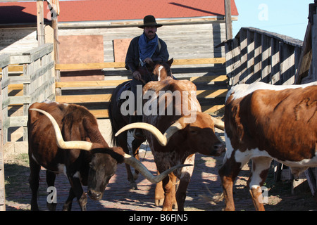 Le Texas Longhorn cattle drive au Stockyards de Fort Worth Texas Banque D'Images