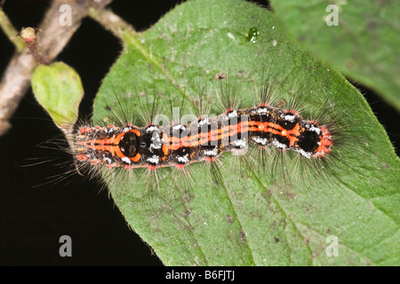 Caterpillar d'une espèce de queue jaune (Euproctis similis) Banque D'Images