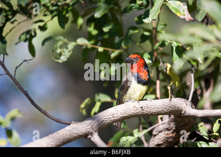 Un collier noir Barbet (Lybius torquatus) Banque D'Images