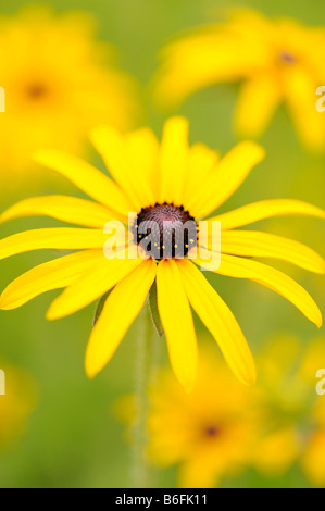 Black-eyed Susan, brillant d'échinacée, de l'échinacée, ou Orange (Coneflower Rudbeckia fulgida) Banque D'Images