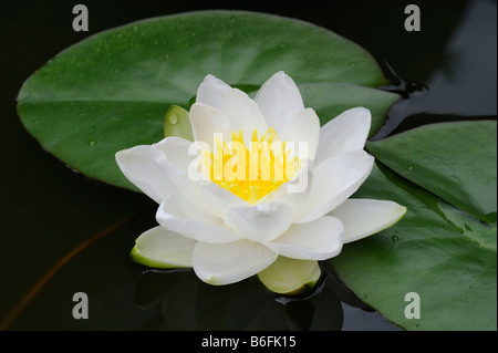 Nénuphar blanc, White Lotus, ou Nenuphar (Nymphaea alba) Banque D'Images