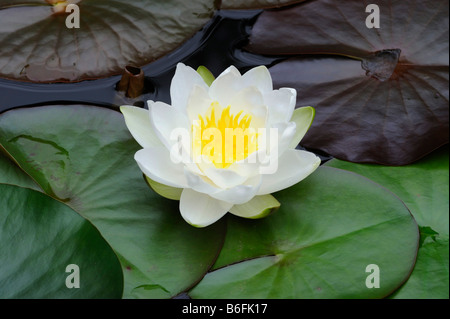 Nénuphar blanc, White Lotus, ou Nenuphar (Nymphaea alba) Banque D'Images