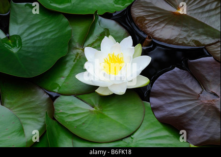 Nénuphar blanc, White Lotus, ou Nenuphar (Nymphaea alba) Banque D'Images