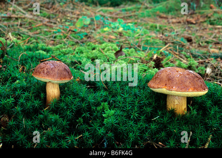 Bay Bolet (Boletus badius) (anciennement Xerocomus badius), de champignons, de l'Europe, l'Allemagne, l'Allgaeu Banque D'Images