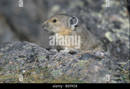 Pika américain (Ochotona princeps), l'Alaska, Amérique du Nord Banque D'Images