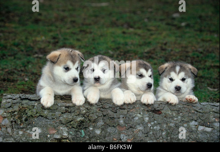 Chiots Alaskan Malamute Banque D'Images