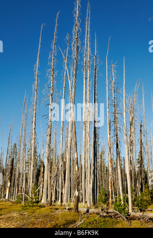 Nouvelle vie éveil après un feu de forêt, brûlé, les arbres calcinés, Metolius Vallée, Cascades, dans l'Oregon, USA Banque D'Images