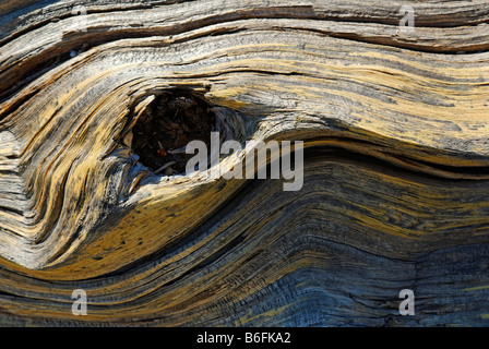 Battu à la température du bois, le pin ponderosa (Pinus ponderosa), parfois appelé Pin Bull ou de l'Ouest pin jaune, Oregeon, USA Banque D'Images