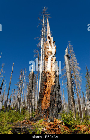 Nouvelle vie après l'éveil, incendies de forêt brûlée, d'arbres calcinés, Santiam Pass, Cascades, dans l'Oregon, USA Banque D'Images