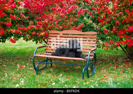 Caniche royal en appui sur le banc de jardin automne automne reste détendue vous détendre profiter joie couper les cheveux avaient besoin de repos paisible calme Banque D'Images