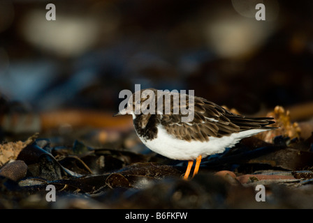 Tournepierre à collier (Arenaria interpres) sur la plage du nord, l'île de Helgoland, Schleswig-Holstein, Allemagne, Europe Banque D'Images