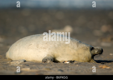 Les jeunes phoques gris (Halichoerus grypus) lolling sur une plage, Helgoland, Schleswig-Holstein, Allemagne, Europe Banque D'Images