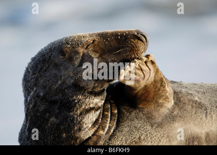 Phoque gris (Halichoerus grypus), nettoyage des hommes lui-même, Helgoland, Schleswig-Holstein, Allemagne, Europe Banque D'Images