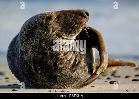 Phoque gris (Halichoerus grypus), nettoyage des hommes lui-même, Helgoland, Schleswig-Holstein, Allemagne, Europe Banque D'Images