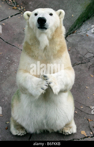 L'ours polaire (Ursus maritimus, Thalarctos maritimus), assise et la mendicité Banque D'Images