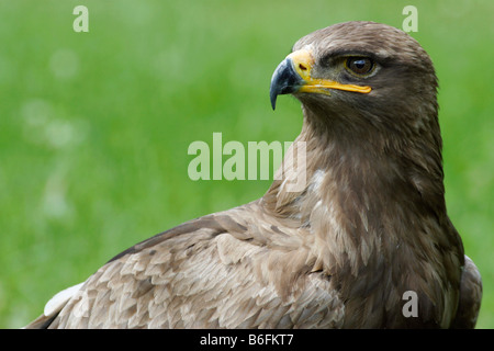 L'aigle des steppes (Aquila nipalensis) Banque D'Images