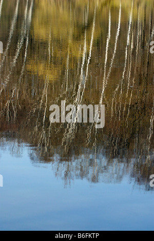 Arbres se reflétant dans l'eau Banque D'Images