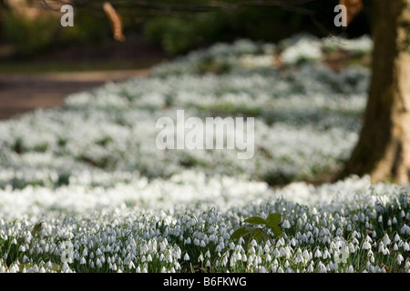 Perce-neige à Painswick Rococco Jardin Banque D'Images