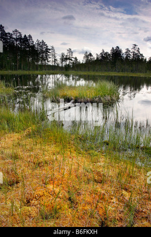 Parc national de Hamra, la Suède, la Scandinavie, l'Europe Banque D'Images