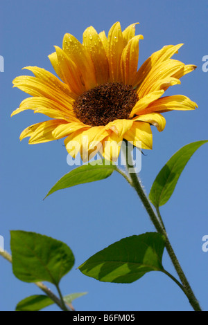 Tournesol (Helianthus annuus) Banque D'Images