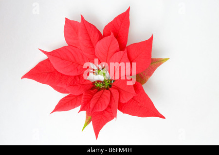 La floraison poinsettia (Euphorbia pulcherrima) Banque D'Images