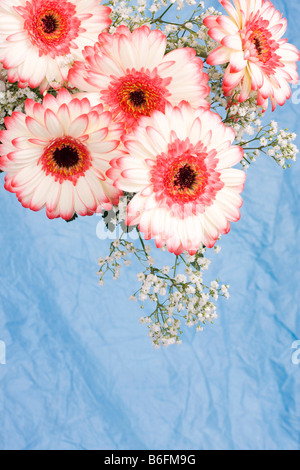 Rhône-Alpes (marguerites Gerbera jamesonii) Banque D'Images