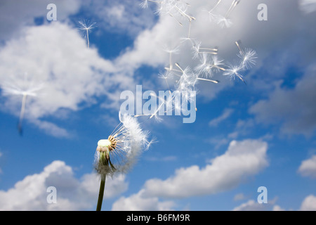 Blowball, pissenlit (Taraxacum sect. Ruderalia) Banque D'Images