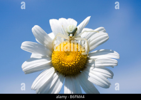 Oxeye Daisy (Leucanthemum vulgare) et le crabe araignée (Misumena vatia) Banque D'Images