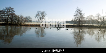 Un pêcheur au petit matin et des oies, la Tamise, Wallingford, Oxfordshire Banque D'Images